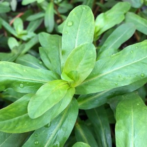 （水草）ネサエア　クラシカリウス（水上葉）（無農薬）（１０本）