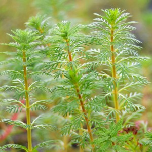 （水草）レッドミリオフィラム（水上葉）（無農薬）（３０本）