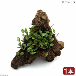 （観葉植物）苔　テラ向け　マメヅタ付き流木　Ｍサイズ　２０ｃｍ前後（１本）