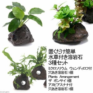 （水草）置くだけ簡単　水草付き溶岩石３種セット（ミクロ・アヌビアス・有茎草）（水上葉）