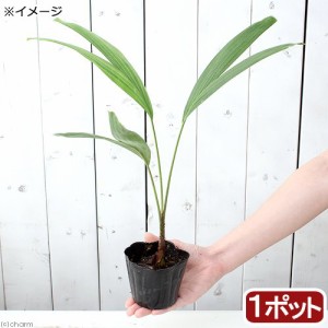 （観葉植物）マニラヤシの苗　３号（１ポット）