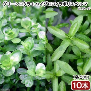 （水草）ビギナー向け水草　２種セット（グリーンロタラ＋ハイグロフィラポリスペルマ）（水上葉）（各５本）