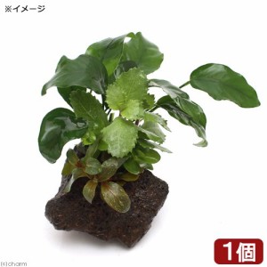 （水草）Ｐｌａｎｔｓ　Ａｒｒａｎｇｅｍｅｎｔ　ザ　ボンサイ　Ｖｅｒ．アヌビアス　バルテリーナナ（水上葉）（１個）