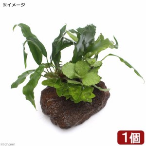 （水草）Ｐｌａｎｔｓ　Ａｒｒａｎｇｅｍｅｎｔ　ザ　ボンサイ　Ｖｅｒ．アヌビアス　ミニマ（水上葉）（１個）