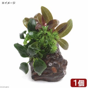 （水草）Ｐｌａｎｔｓ　Ａｒｒａｎｇｅｍｅｎｔ　ザ　ボンサイ　Ｖｅｒ．アヌビアス　ナナボンサイ（水上葉）（１個）