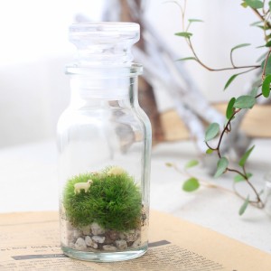 （観葉植物）苔Ｔｅｒｒａｒｉｕｍ　羊の丘　テラリウムキット