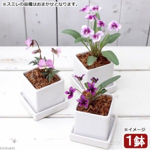 （山野草）おまかせスミレ　陶器鉢植え　ニューダイスＳ　ＷＨ（１鉢）　受け皿付き　ベラボン　鉢植え　おしゃれ　室内　プレゼント