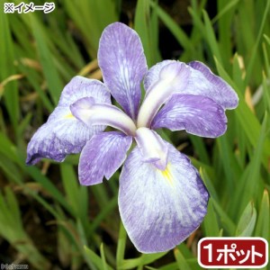 （ビオトープ）水辺植物　花菖蒲　青柳（アオヤナギ）伊勢系垂咲三英花薄紫（１ポット）