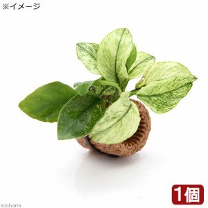 （水草）ライフマルチ（茶）アヌビアスナナ　斑入り（水上葉）（１個）