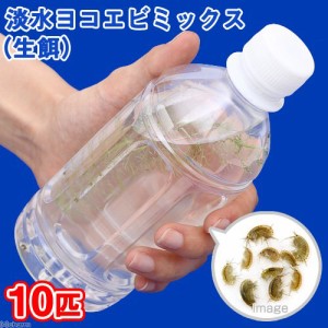（生餌）淡水ヨコエビミックス（１０匹）　活餌　北海道・九州航空便要保温