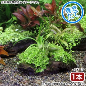 （水草）巻きたて　草たちの水景　流木Ｓサイズ（無農薬）（１本）（約１５ｃｍ）