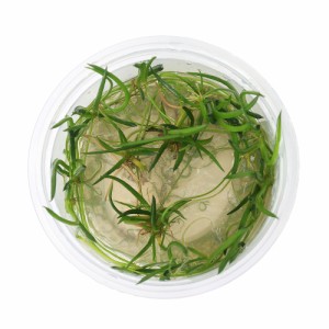 （水草）組織培養　台湾便　リトレラ　ウニフローラ（無農薬）（１カップ）