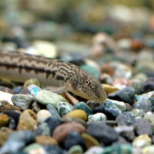 （淡水魚）アジメドジョウ（１匹）