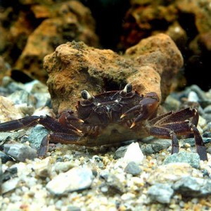 （エビ・カニ）マタノパープル・クラブ（１匹）　北海道・九州航空便要保温