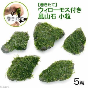 （水草）巻きたて　ウィローモス　風山石小粒（水中葉）（無農薬）（５粒）