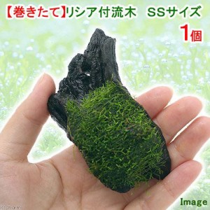 （水草）巻きたて　リシア付き流木　ＳＳサイズ（約１０ｃｍ）（水中葉）（無農薬）（１本）