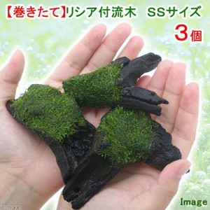 （水草）巻きたて　リシア付き流木　ＳＳサイズ（約１０ｃｍ）（水中葉）（無農薬）（３本）