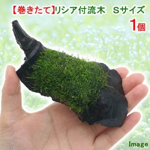 （水草）巻きたて　リシア付き流木　Ｓサイズ（約１５ｃｍ）（水中葉）（無農薬）（１本）