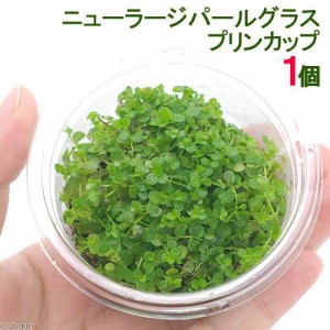 （水草）ニューラージパールグラス（水上葉）プリンカップ（無農薬）（１個）