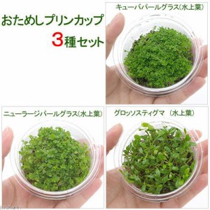 （水草）おためし前景草プリンカップ（水上葉）（無農薬）３種セット