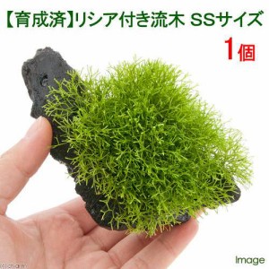 （水草）★育成済★　リシア付き流木　ＳＳサイズ（約１０ｃｍ）（水中葉）（無農薬）（１本）