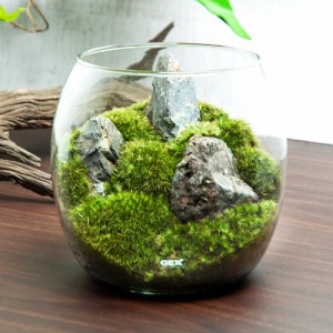 （観葉植物）ＧＥＸ　グラスアクアリウム　ドロップ　風山石　レイアウト完成品（１個）