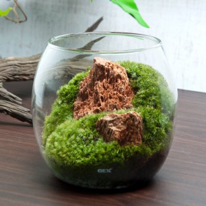 （観葉植物）ＧＥＸ　グラスアクアリウム　ドロップ　木紋岩　レイアウト完成品（１個）