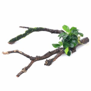 （水草）アヌビアスナナプチ＆ジャイアント南米ウィローモス　枝状流木　Ｓサイズ（１０ｃｍ〜）（１本）