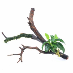 （水草）アヌビアスナナプチ＆ウォーターフェザー付　枝状流木　Ｓサイズ（１０ｃｍ〜）（１本）
