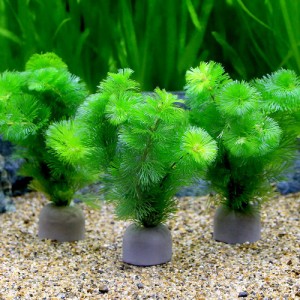 （水草）メダカ・金魚藻　ゼオライトリング（グレー）カボンバ（２個）