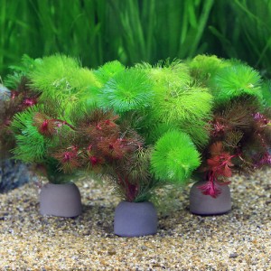 （水草）メダカ・金魚藻　ゼオライトリング（グレー）カボンバミックス（３個）