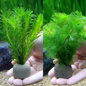 （水草）ゼオライトリング（グレー）メダカ・金魚藻セット（１セット）