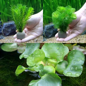 （水草）ゼオライトリング（グレー）メダカ・金魚藻セット（１セット）＋ホテイ草（１株）