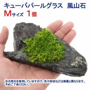 （水草）巻きたて　キューバパールグラス　風山石　Ｍサイズ（約１４ｃｍ）（水上葉）（無農薬）（１個）