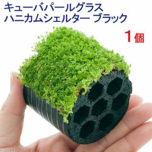 （水草）巻きたて　キューバパールグラス　ハニカムシェルターブラック（水上葉）（無農薬）（１個）