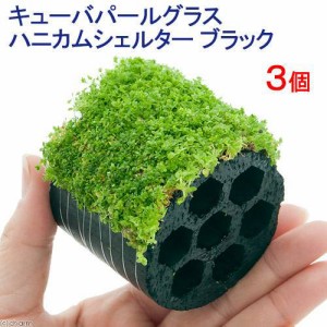 （水草）巻きたて　キューバパールグラス　ハニカムシェルターブラック（水上葉）（無農薬）（３個）