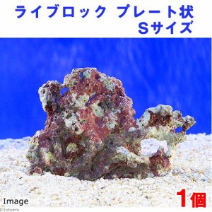 （海水魚）ライブロック　プレート状　Ｓサイズ（１個）（形状お任せ）