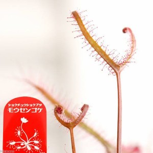 （食虫植物）モウセンゴケ　サスマタモウセンゴケ　深紅　２．５〜３号（１ポット）