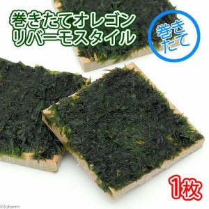 （水草）巻きたて　オレゴンリバーモス　タイル（無農薬）（１個）