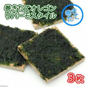 （水草）巻きたて　オレゴンリバーモス　タイル（無農薬）（３個）