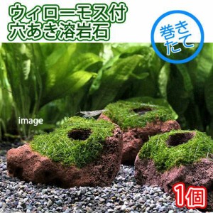 （水草）巻きたて　ウィローモス　穴あき溶岩石（水中葉）（無農薬）（１個）