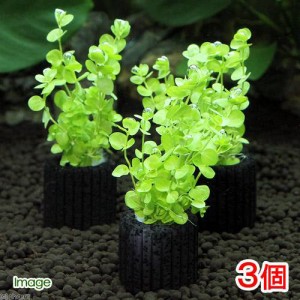 寄せ 植え 販売の通販｜au PAY マーケット｜5ページ目