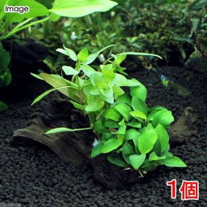 （水草）流木　ザ　ボンサイ　Ｖｅｒ．アヌビアス　ナナプチ（水上葉）（１本）（約１５ｃｍ）