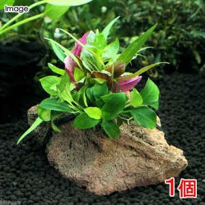 （水草）Ｐｌａｎｔｓ　Ａｒｒａｎｇｅｍｅｎｔ　ザ　ボンサイ　Ｖｅｒ．アヌビアス　ナナプチ（水上葉）（１個）