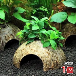 （水草）ココナッツシェルター　アヌビアスナナ　プチ（水上葉）（１個）