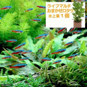 （熱帯魚）（水草）カージナルテトラ（ブリード）（１０匹）＋ライフマルチ（茶）　おまかせロタラ（１個）　北海道・九州航空便要保温