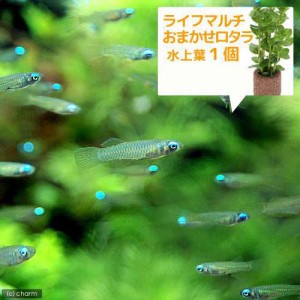 （熱帯魚）（水草）アフリカン・ランプアイ　Ｓサイズ（２０匹）＋ライフマルチ（茶）　おまかせロタラ（１個）　北海道・九州航空便要保