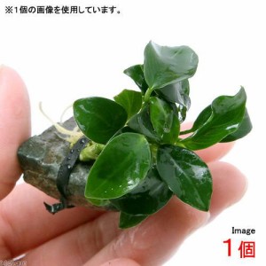 （水草）★活着済★　アヌビアスナナ　プチ　風山石小粒（水中葉）（無農薬）（１個）