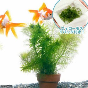（水草）ウィローモス＆メダカ・金魚藻　ミニ寄植え鉢（水中葉）（１セット）