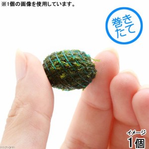 （水草）巻きたて　ウィローモス　ヤシャブシボール（水中葉）（無農薬）（１個）